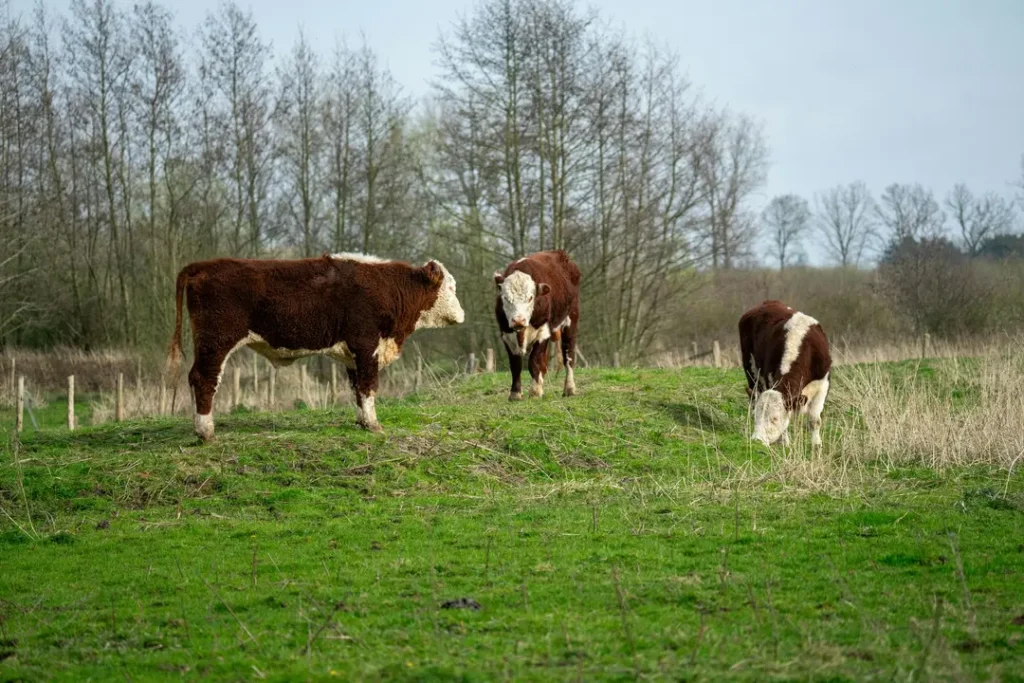 F1 Baldies and Hereford Cattle