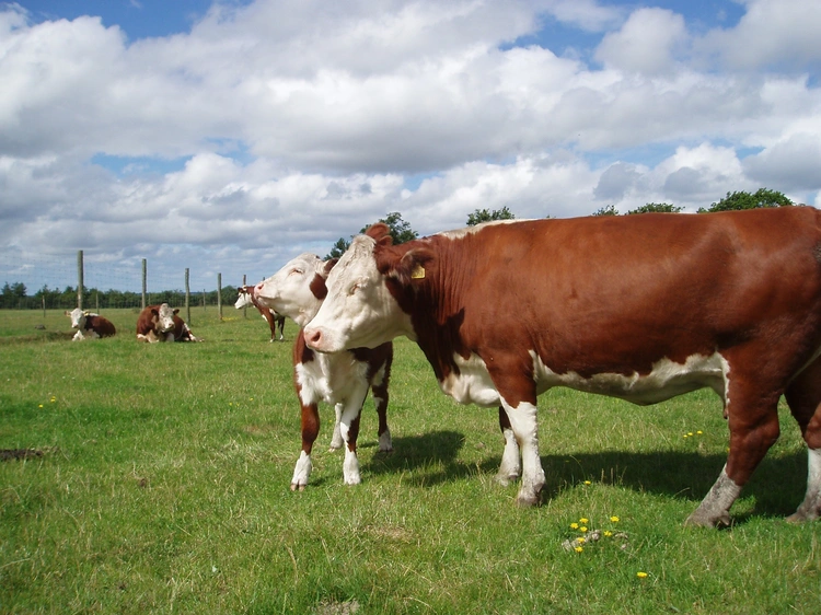 F1 Baldies and Hereford Cattle