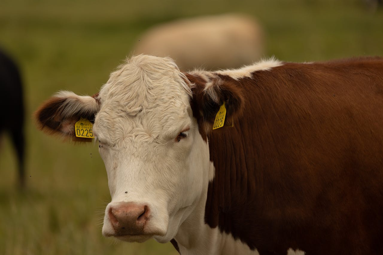 Close-up of a brown and white cow with ear tags in a grassy field.