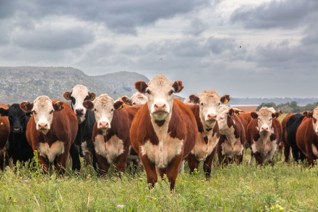 Buy F1 Baldies and Hereford Cattle Online Near Me