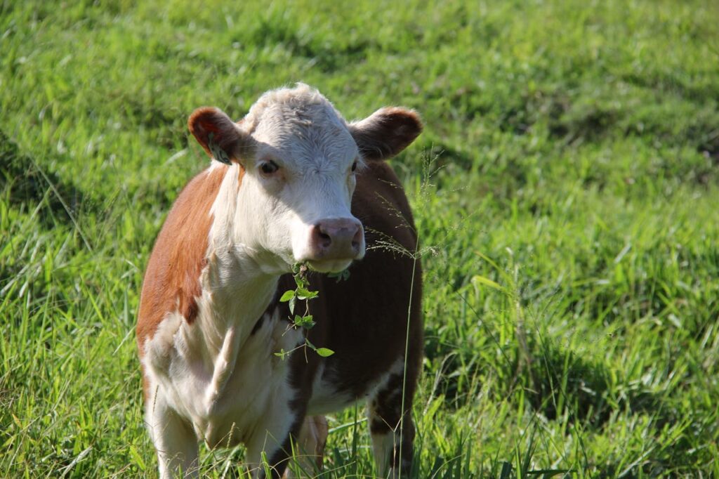 Buy F1 Baldies and Hereford Cattle Online Near Me