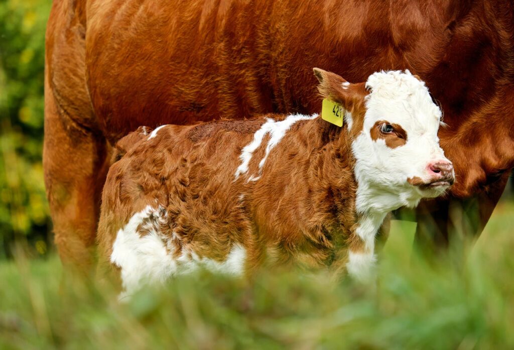 Buy F1 Baldies and Hereford Cattle Online Near Me